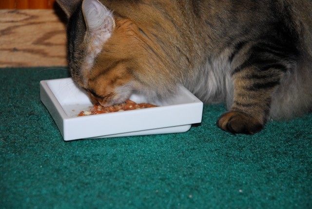 How to Make Your Own Raw Cat Food Our Cats World