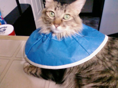 cat cone of shame