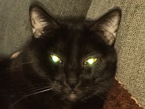 Cats With Laser Eyes: Why do Cats' Eyes Glow?