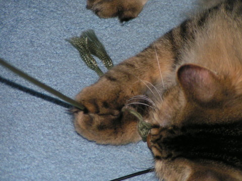 cat swallowed feather