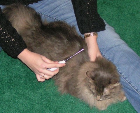 https://www.ourcatsworld.com/wp-content/uploads/2015/09/Kali-Combing-e1442632743752.jpg