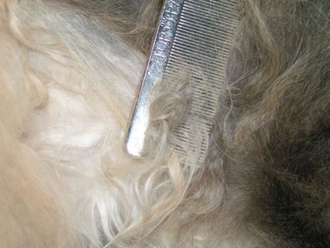 Matted Fur In Cats How Do You Handle It Our Cats World